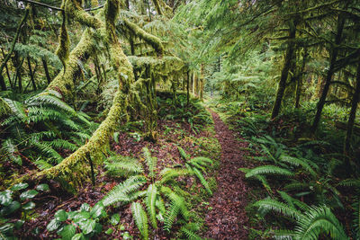 Trail through a temperate rainforest in olympic national park, wa