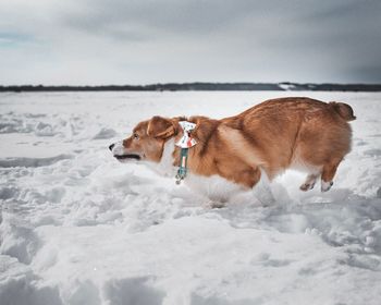 Dog standing on snow covered land