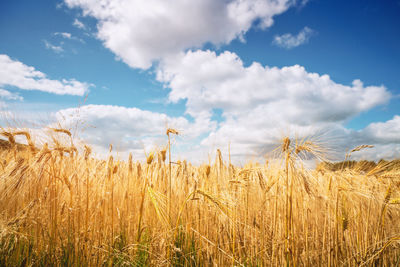 Wheat field against sky