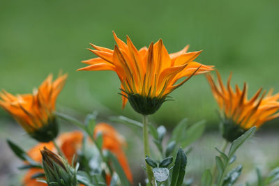 Close-up of orange flowers blooming outdoors