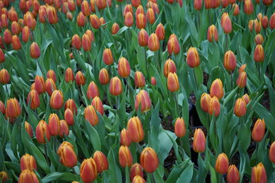 Close-up of tulips in field