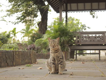 Portrait of a cat sitting outdoors