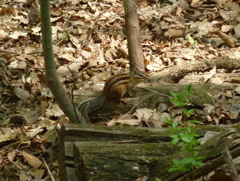 Squirrel on stone wall