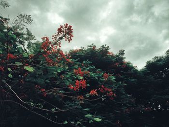 Low angle view of flower tree against sky