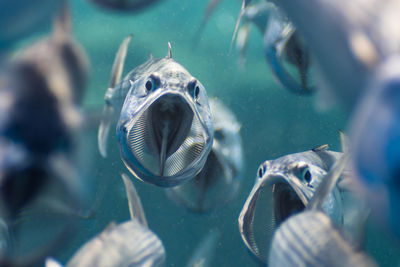 Close-up of fishes swimming in sea
