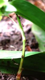 Close-up of insect on plant