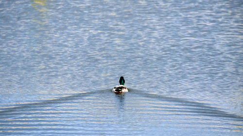 Duck swimming in lake