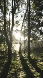 Trees in forest