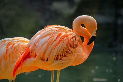 Close-up of a bird