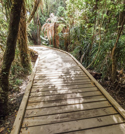 Boardwalk amidst trees in forest