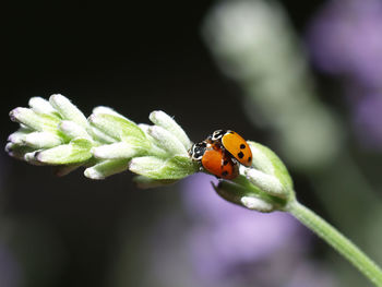 Close-up of two ladybugs on plant