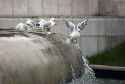 Seagulls at fountain by wall