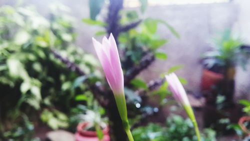 Close-up of pink flowers