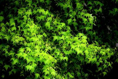Plants growing on a tree