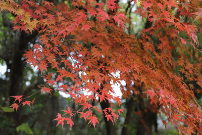 Close-up of maple leaves on tree during autumn