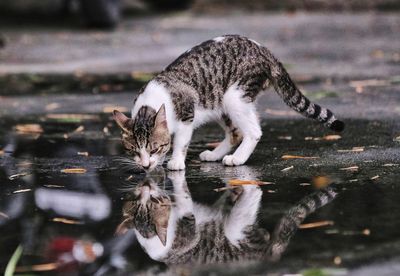 High angle view of cat drinking water