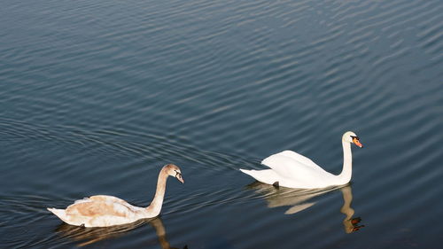 View of swans swimming in lake