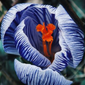 Close-up of hand holding orange flower