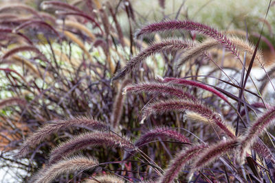 Close-up of grass growing on field