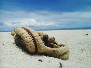 Close-up of seashells on beach