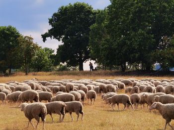 Flock of sheep on field