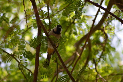 Low angle view of bird perching on branch