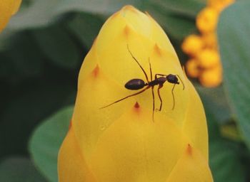 Close-up of insect on yellow leaf