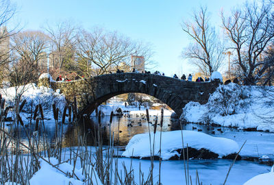 Bare trees against the sky