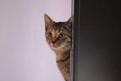 Close-up portrait of a cat