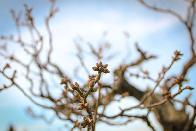 Low angle view of flowering plant against sky