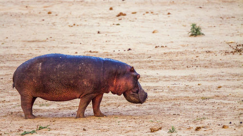 Hippopotamus at national park