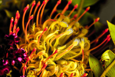 Close-up of yellow flowers at night