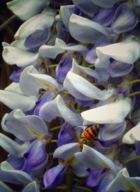 Close-up of purple flowering plants
