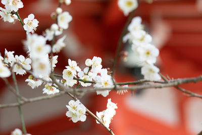 Close-up of white flowers on branch