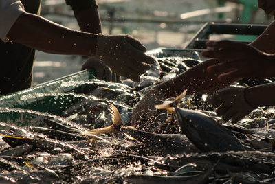 The activity of sorting fish caught by fishermen for sale at the port of benoa, bali, indonesia.