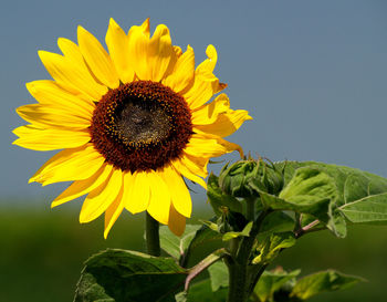 Close-up of yellow sunflower