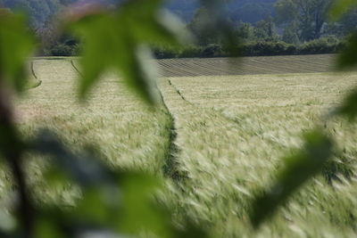 Scenic view of farm