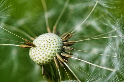 Close-up of dandelion on plant