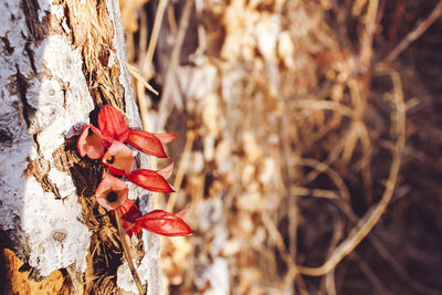 Close-up of wilted flower on tree trunk