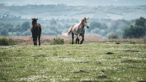 View of horse on field