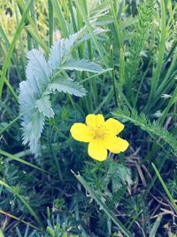 Close-up of yellow flower blooming in field