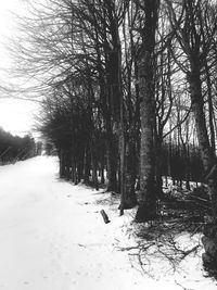 Trees on snow covered field