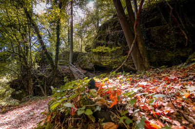 Autumn leaves on tree trunk in forest