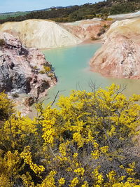 Yellow flowers growing on landscape against sky