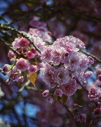 Close-up of pink cherry blossoms in spring