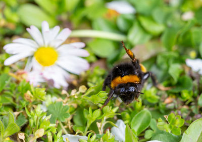 Close-up of bee pollinating on flower