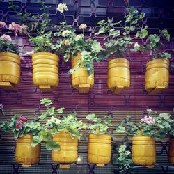 Potted plants hanging for sale