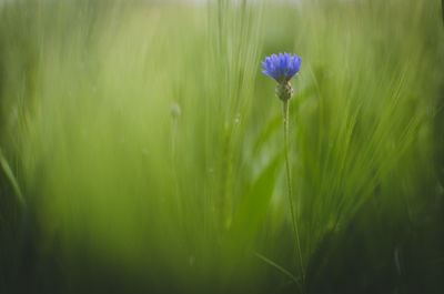 Close-up of flower blooming outdoors