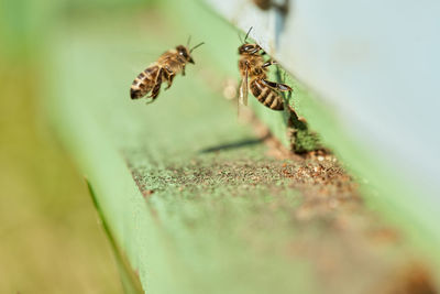 Honey bees on green wooden beehive