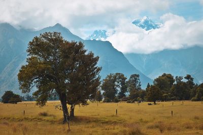 Trees on field against sky